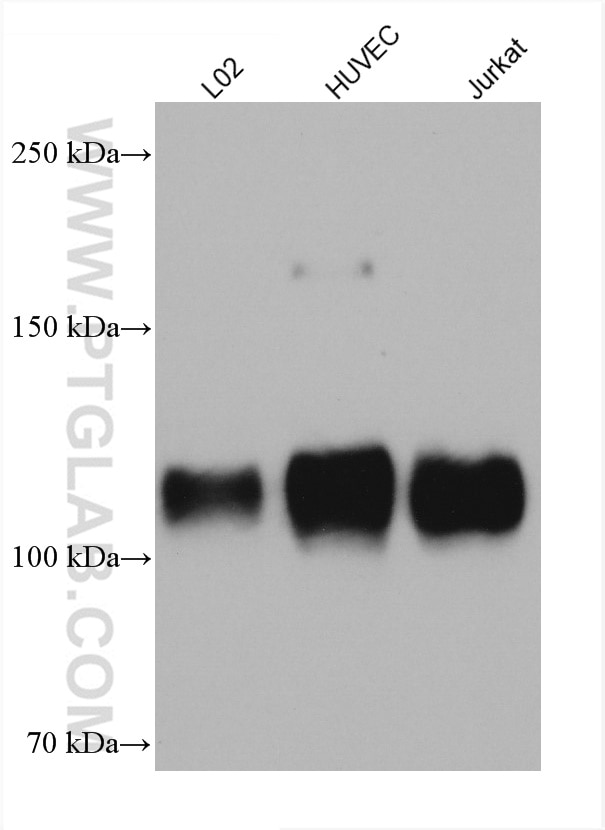Western Blot (WB) analysis of various lysates using CD107b / LAMP2 Monoclonal antibody (66301-1-Ig)