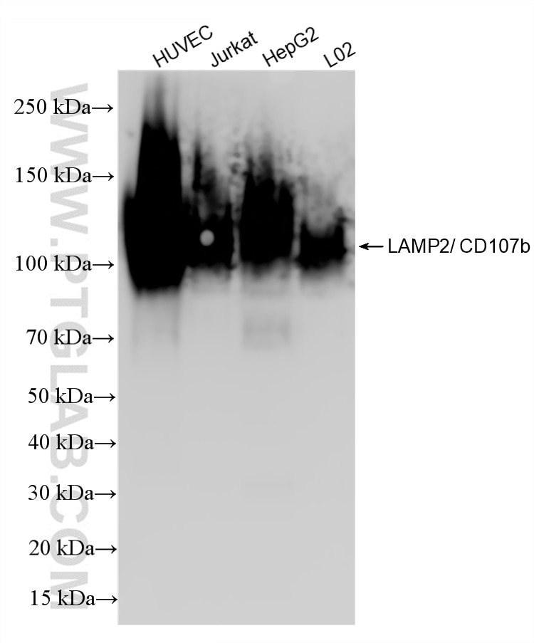 Western Blot (WB) analysis of various lysates using CD107b / LAMP2 Recombinant antibody (86269-3-RR)