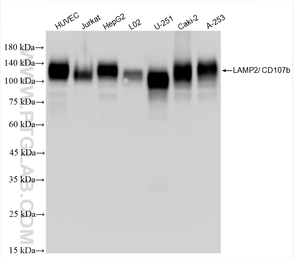 Western Blot (WB) analysis of various lysates using CD107b / LAMP2 Recombinant antibody (86269-3-RR)