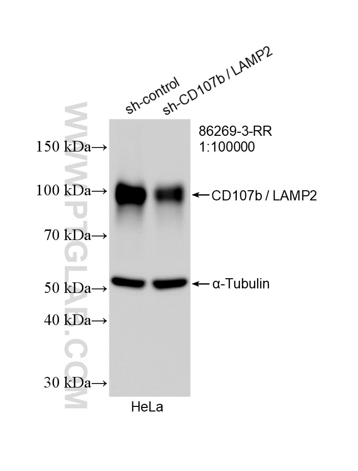 WB analysis of HeLa using 86269-3-RR Western Blot (WB) analysis of HeLa cells using CD107b / LAMP2 Recombinant monoclonal antibody (86269-3-RR)