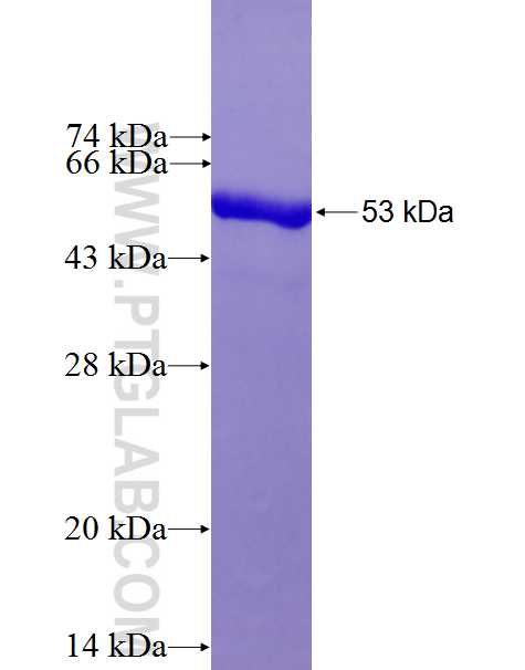 LAMP2 fusion protein Ag27183 SDS-PAGE