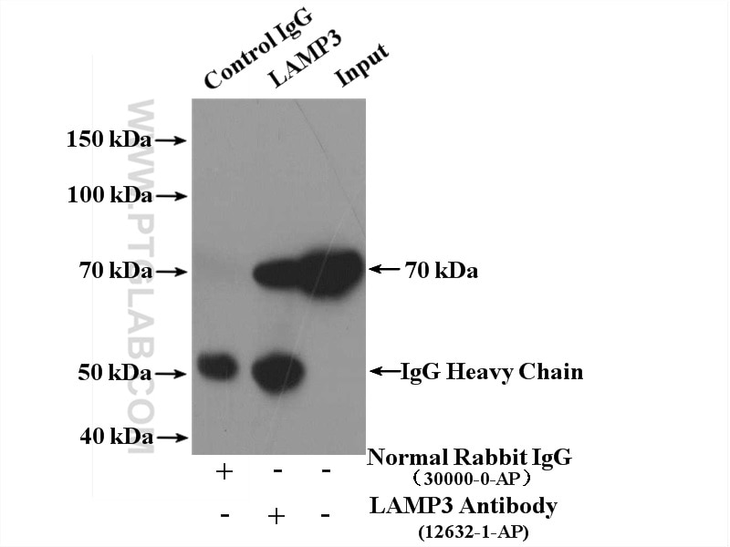 Immunoprecipitation (IP) experiment of A549 cells using LAMP3 Polyclonal antibody (12632-1-AP)