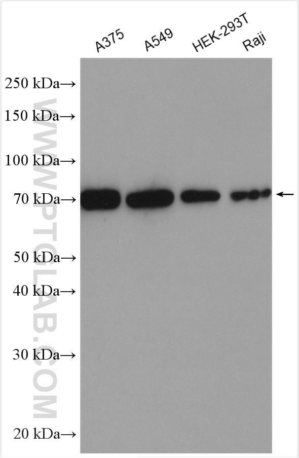 Western Blot (WB) analysis of various lysates using LAMP3 Polyclonal antibody (12632-1-AP)