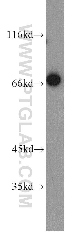 Western Blot (WB) analysis of mouse thymus tissue using LAMP3 Polyclonal antibody (12632-1-AP)