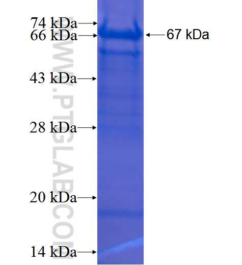 LAMP3 fusion protein Ag3325 SDS-PAGE