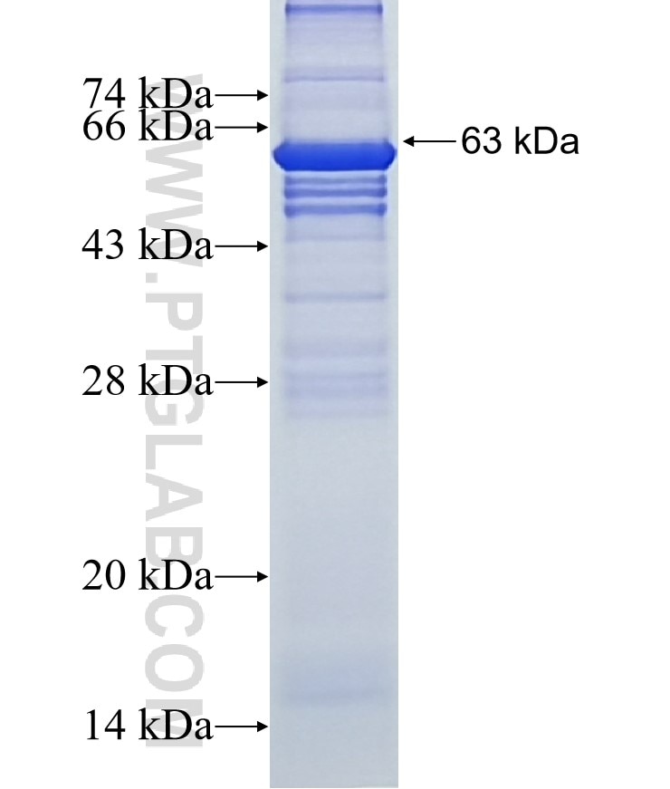 LAMP3 fusion protein Ag3325 SDS-PAGE