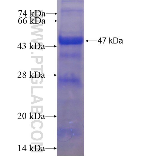 LAMP3 fusion protein Ag8294 SDS-PAGE