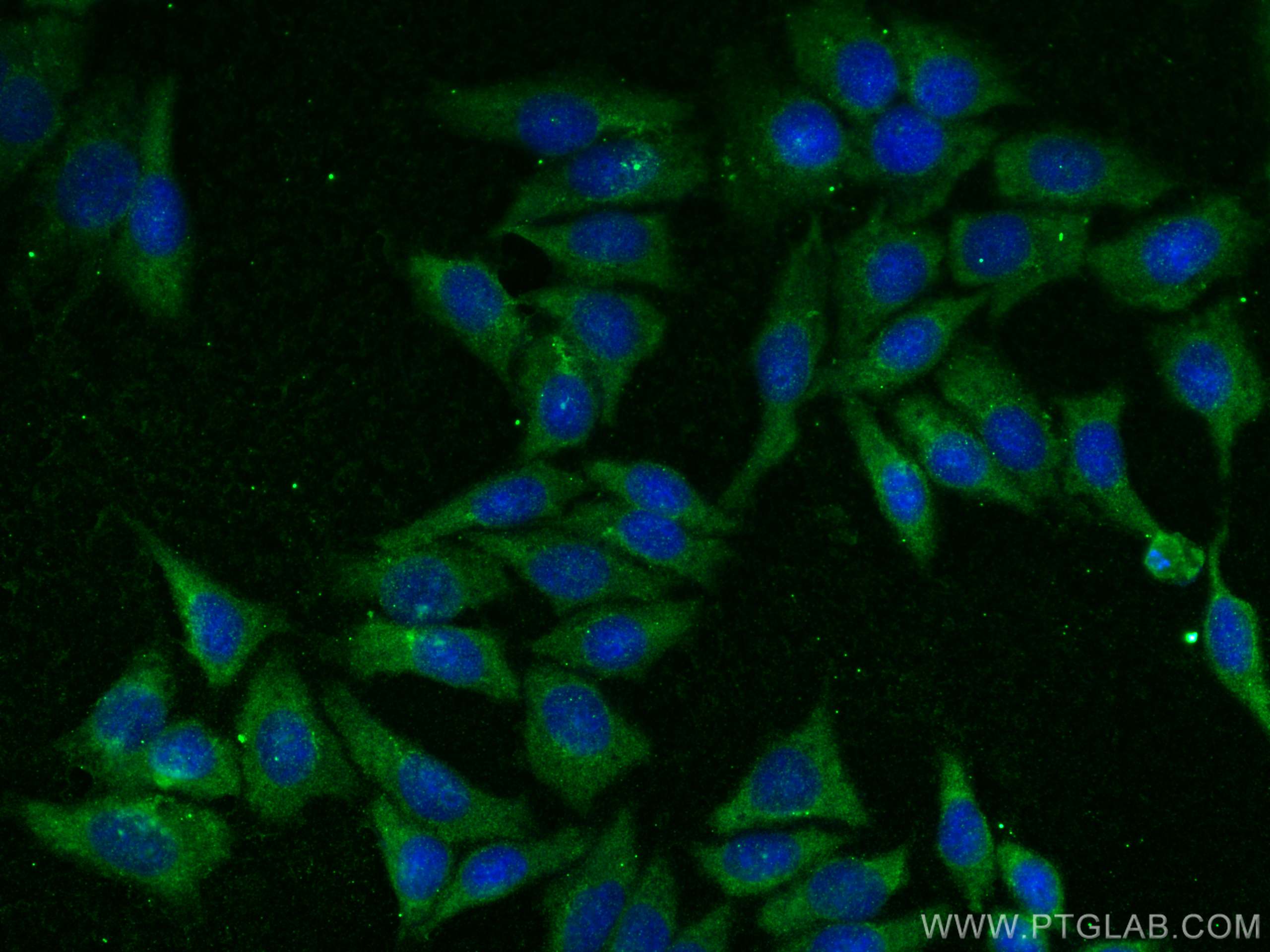 Immunofluorescence (IF) / fluorescent staining of HepG2 cells using LAMR1,RPSA Polyclonal antibody (14533-1-AP)