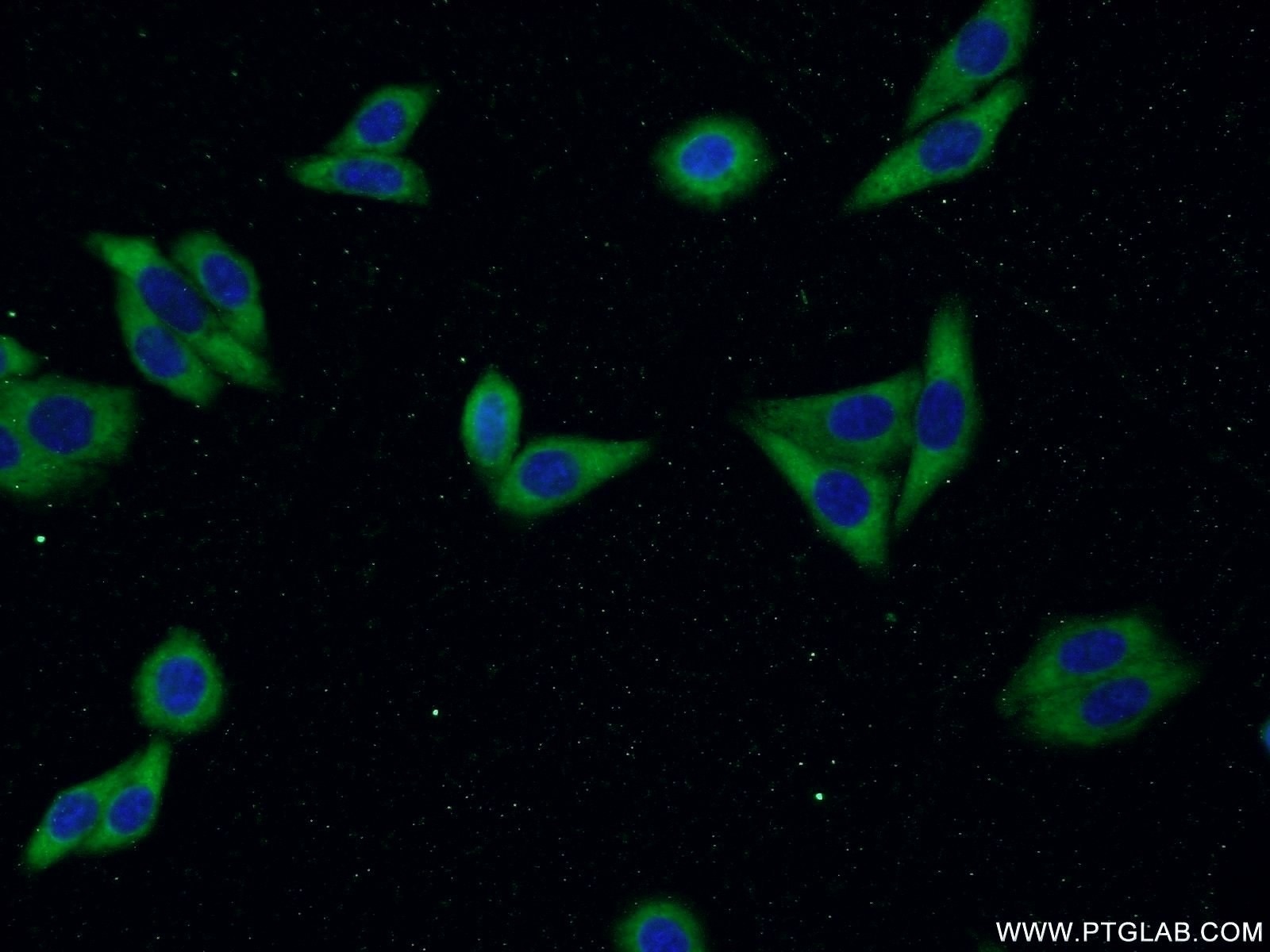 Immunofluorescence (IF) / fluorescent staining of HepG2 cells using LAMR1,RPSA Polyclonal antibody (14533-1-AP)