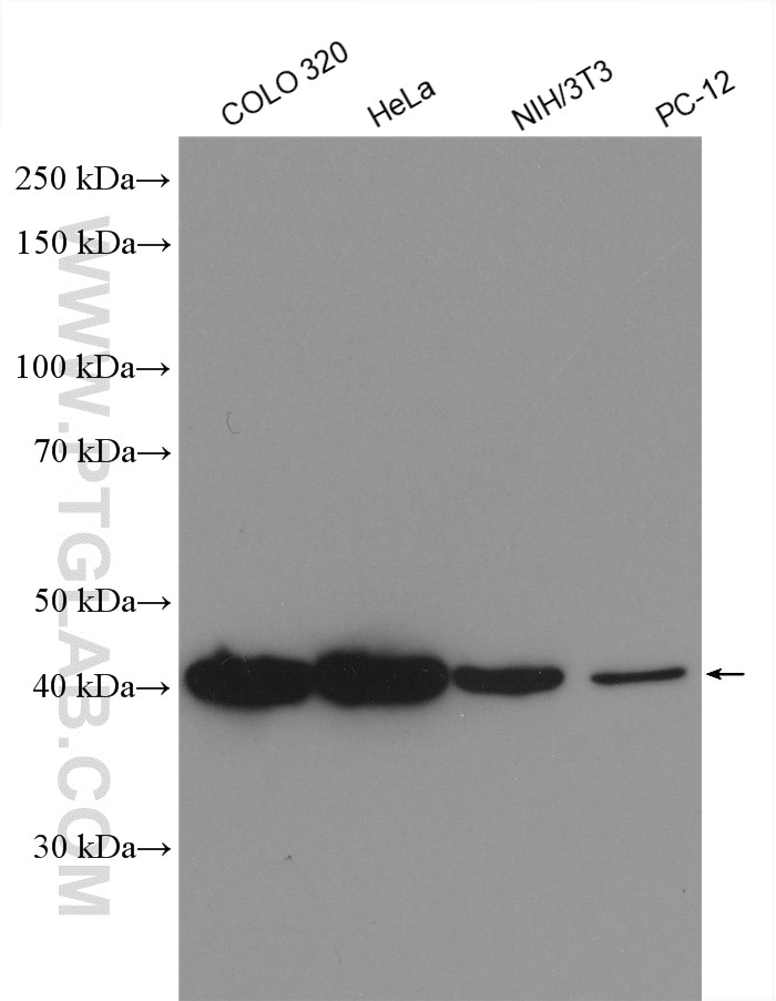 Western Blot (WB) analysis of various lysates using LAMR1,RPSA Polyclonal antibody (14533-1-AP)