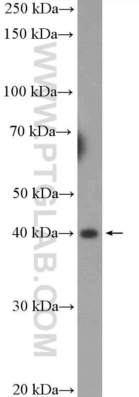 Western Blot (WB) analysis of mouse liver tissue using LAMR1,RPSA Polyclonal antibody (14533-1-AP)