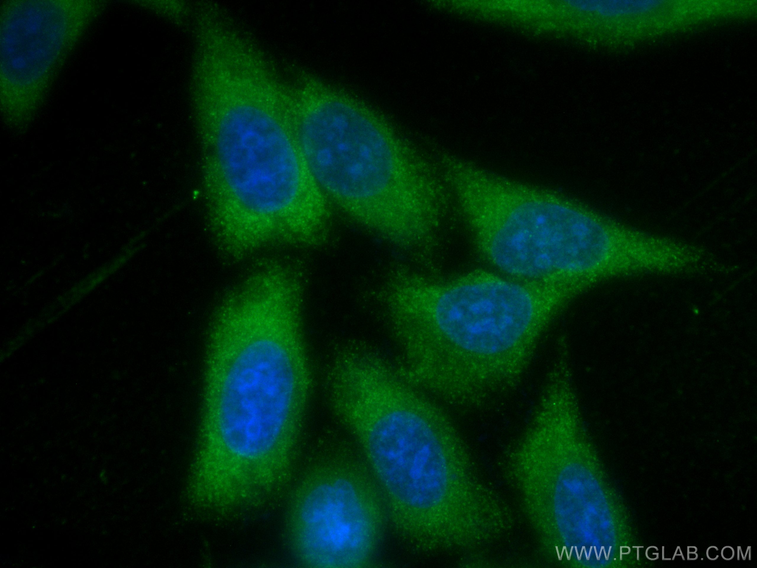 Immunofluorescence (IF) / fluorescent staining of HepG2 cells using LAMR1/RPSA Monoclonal antibody (67324-1-Ig)