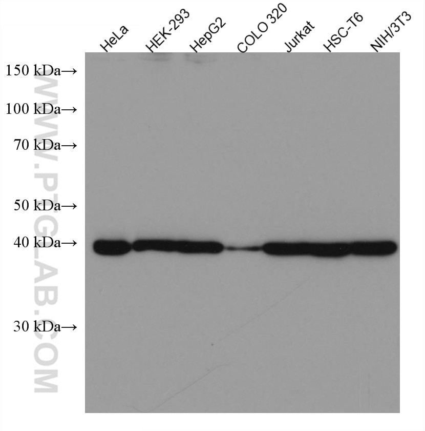 Western Blot (WB) analysis of various lysates using LAMR1,RPSA Monoclonal antibody (67324-1-Ig)