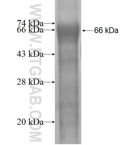 LAMR1,RPSA fusion protein Ag1055 SDS-PAGE
