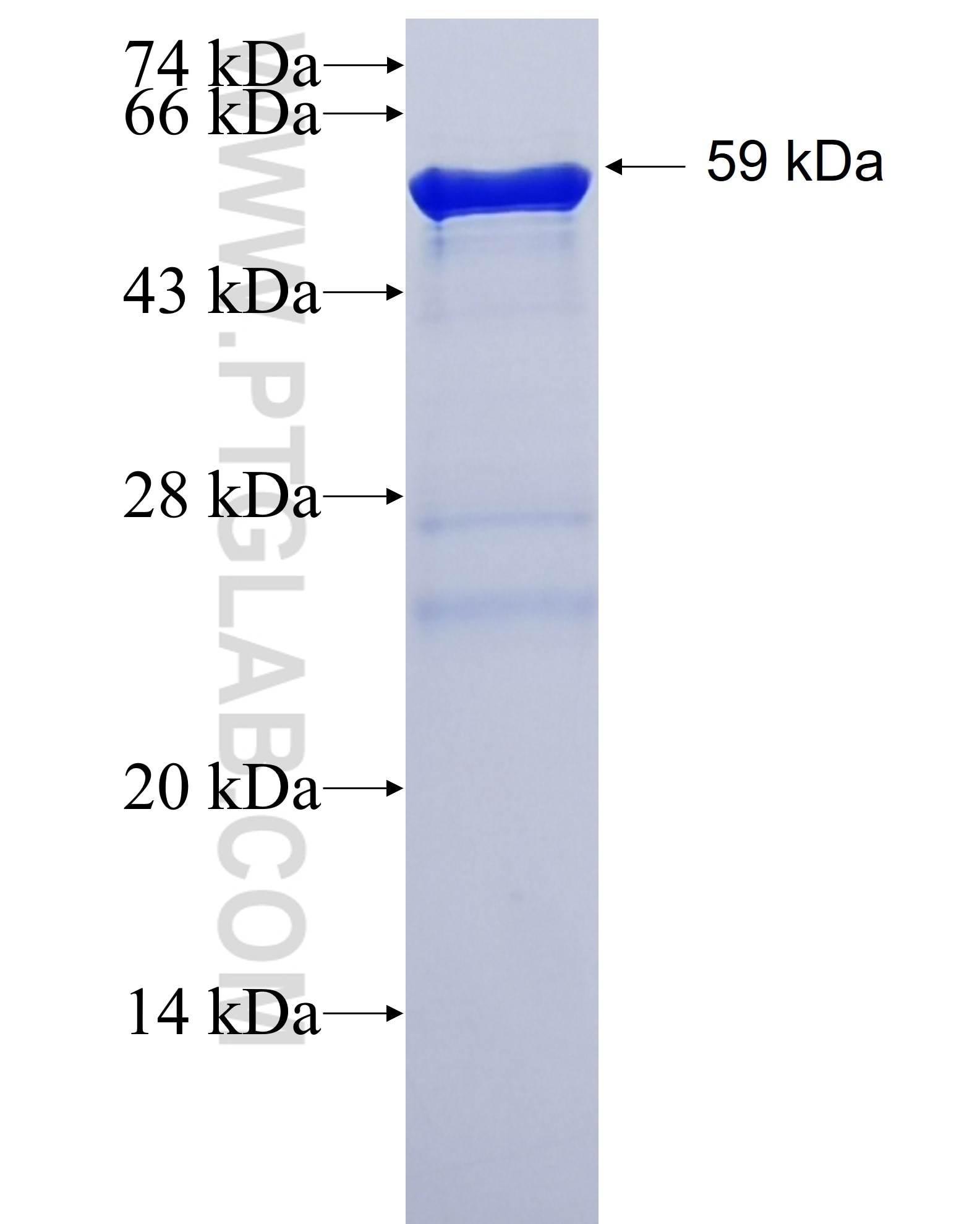 LAMR1,RPSA fusion protein Ag6033 SDS-PAGE