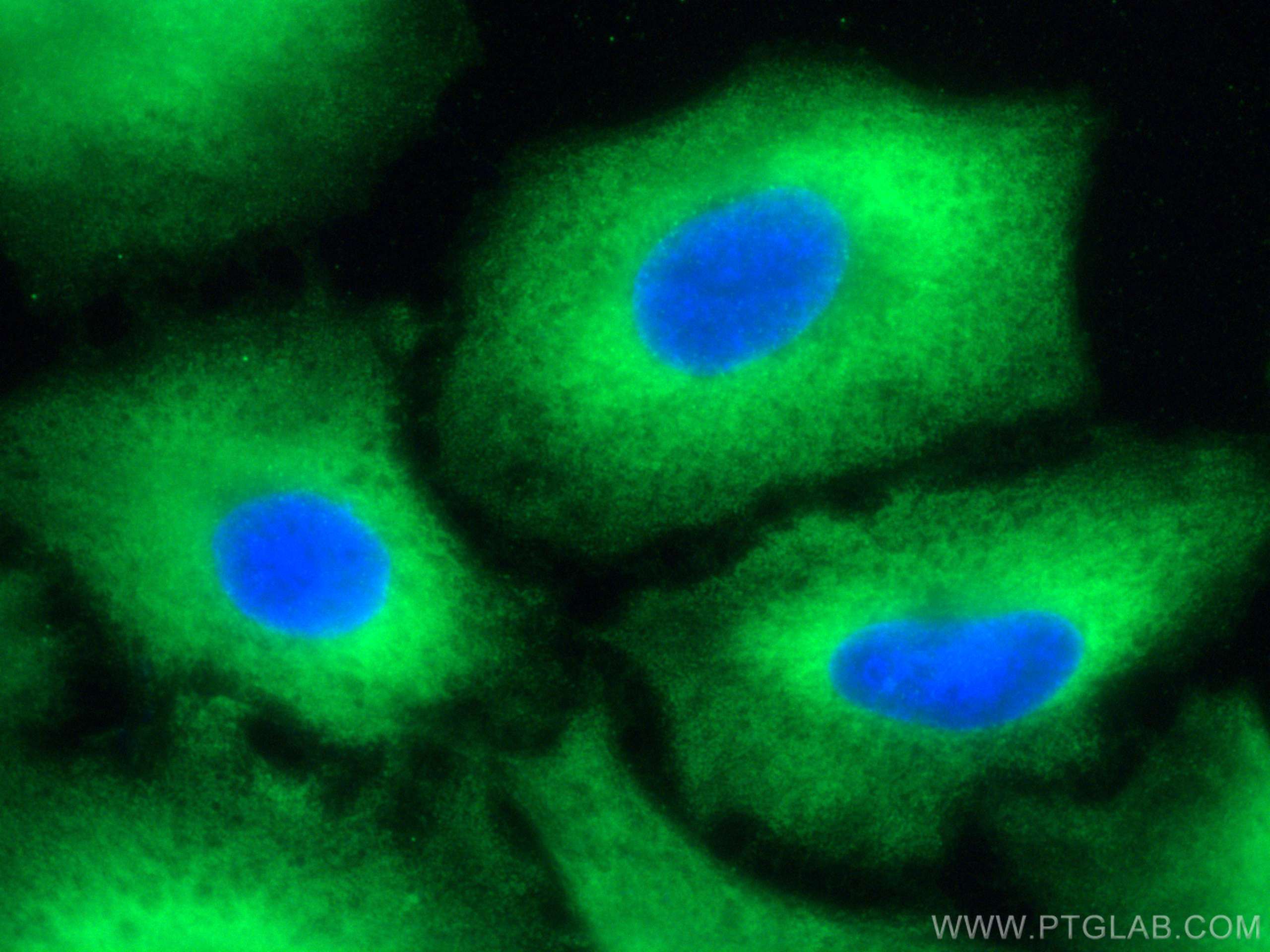 Immunofluorescence (IF) / fluorescent staining of A549 cells using CoraLite® Plus 488-conjugated LAMR1,RPSA Monoclona (CL488-67324)