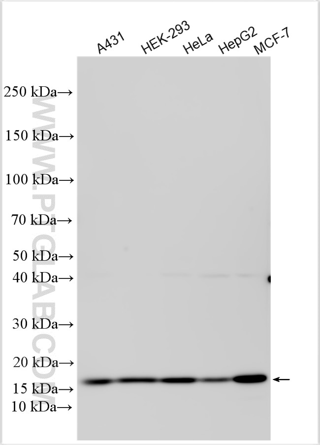 Western Blot (WB) analysis of various lysates using LAMTOR1 Polyclonal antibody (29611-1-AP)