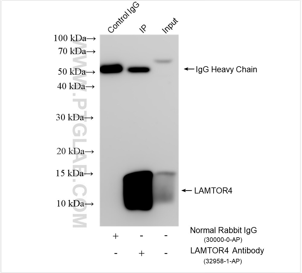 Immunoprecipitation (IP) experiment of HeLa cells using LAMTOR4  Polyclonal antibody (32958-1-AP)