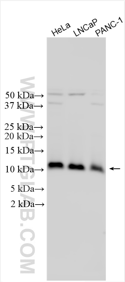 Western Blot (WB) analysis of various lysates using LAMTOR4  Polyclonal antibody (32958-1-AP)