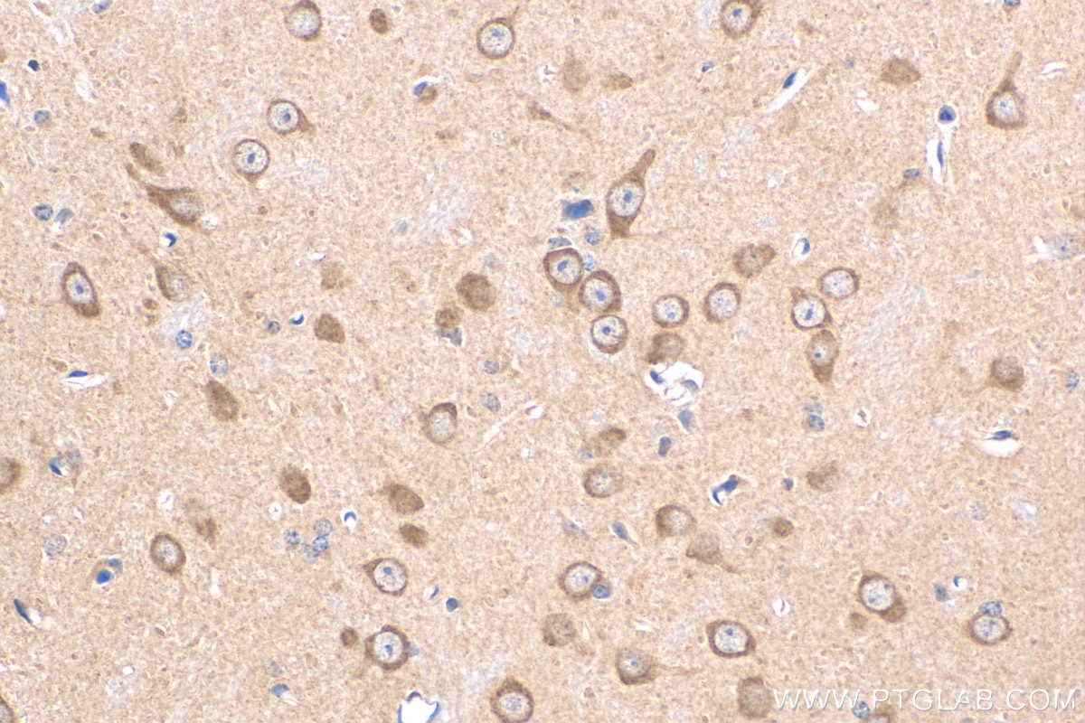 Immunohistochemistry (IHC) staining of mouse brain tissue using LANCL1 Polyclonal antibody (12647-1-AP)