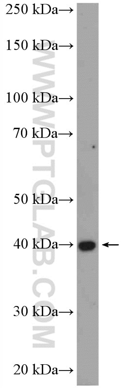 Western Blot (WB) analysis of mouse testis tissue using LANCL1 Polyclonal antibody (12647-1-AP)