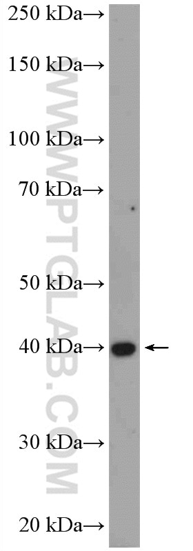 WB analysis of mouse testis using 12647-1-AP