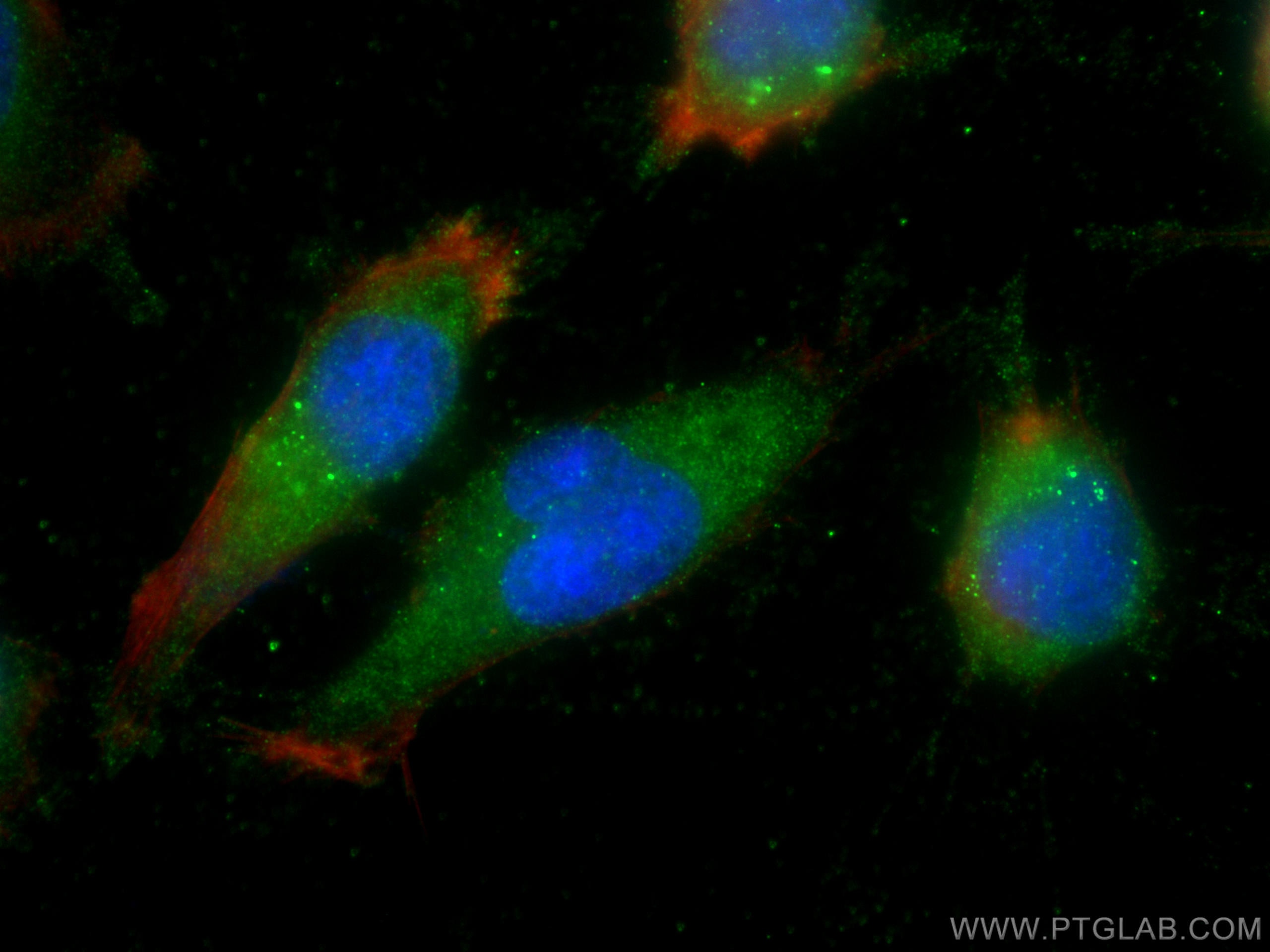 Immunofluorescence (IF) / fluorescent staining of U-251 cells using LANCL1 Monoclonal antibody (68160-1-Ig)