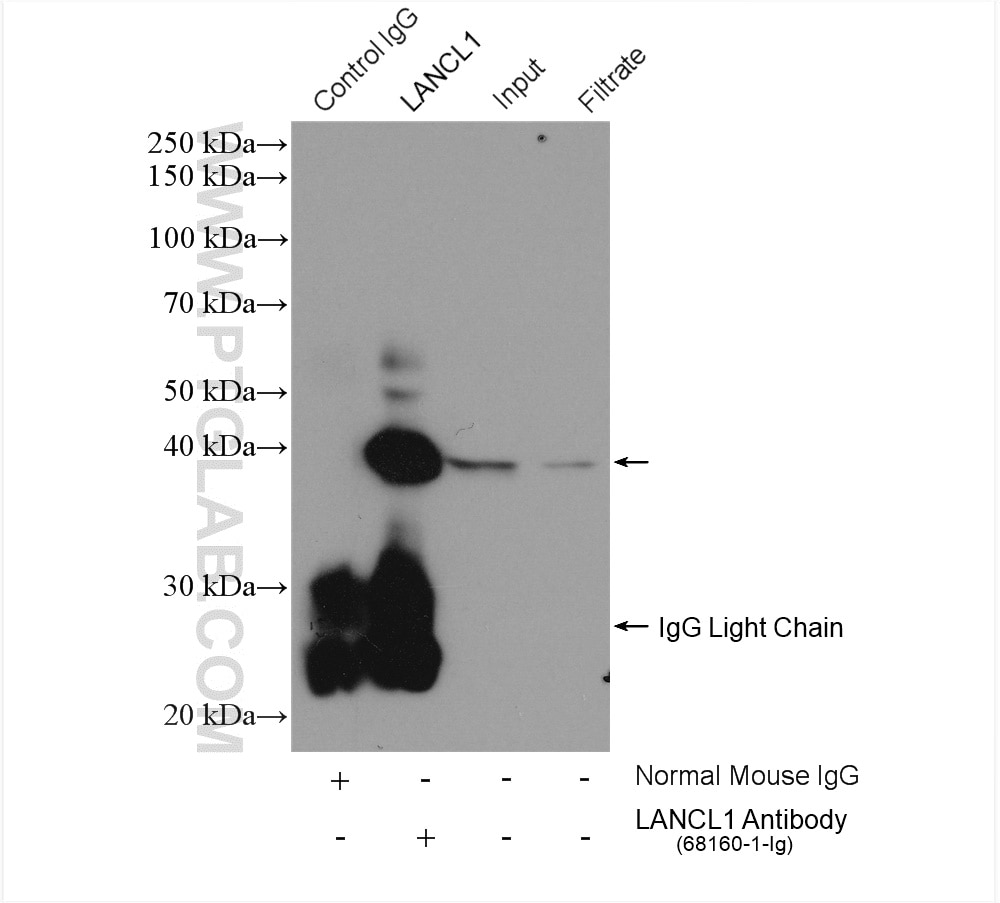 Immunoprecipitation (IP) experiment of mouse brain tissue using LANCL1 Monoclonal antibody (68160-1-Ig)