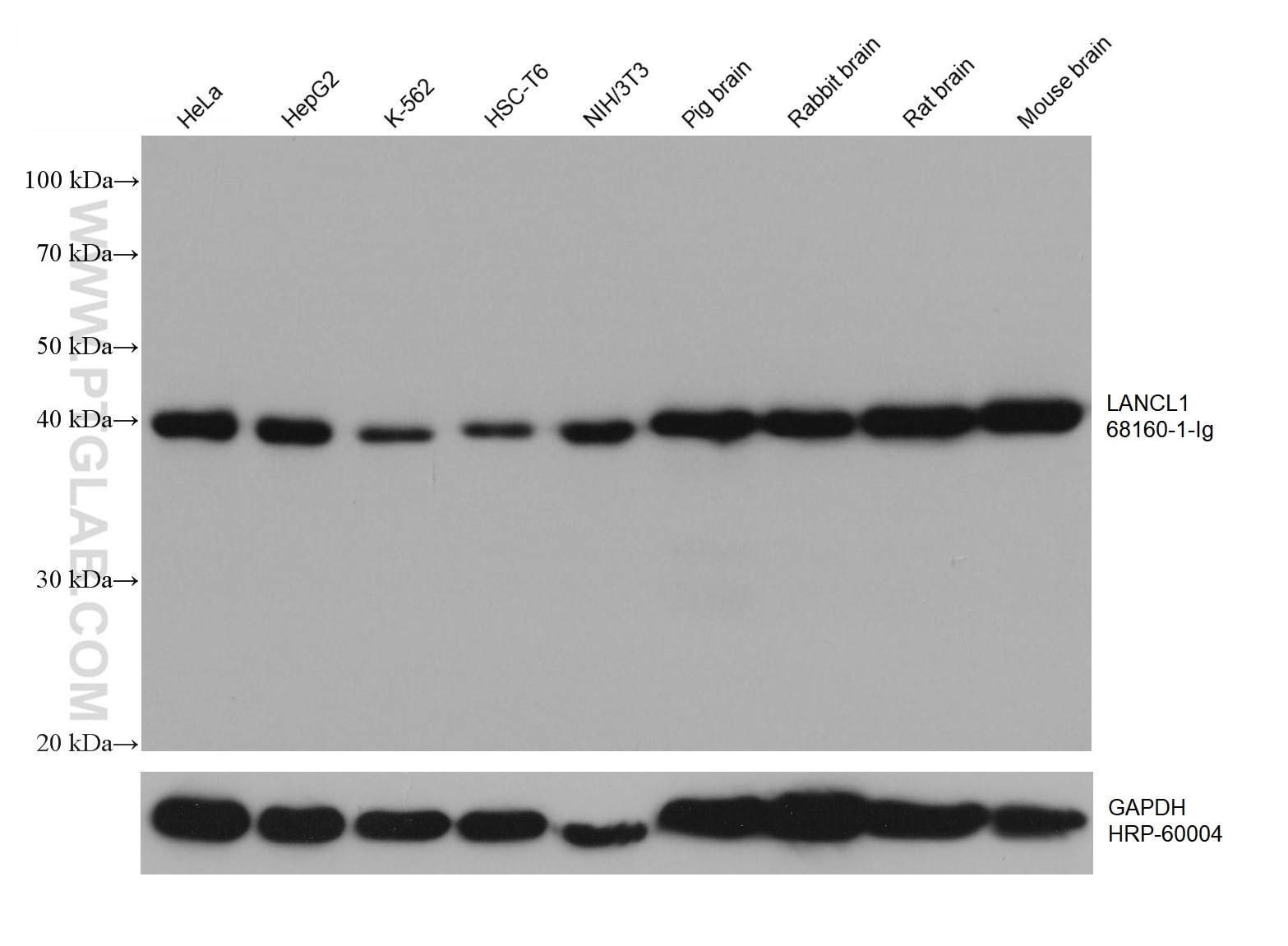 Western Blot (WB) analysis of various lysates using LANCL1 Monoclonal antibody (68160-1-Ig)