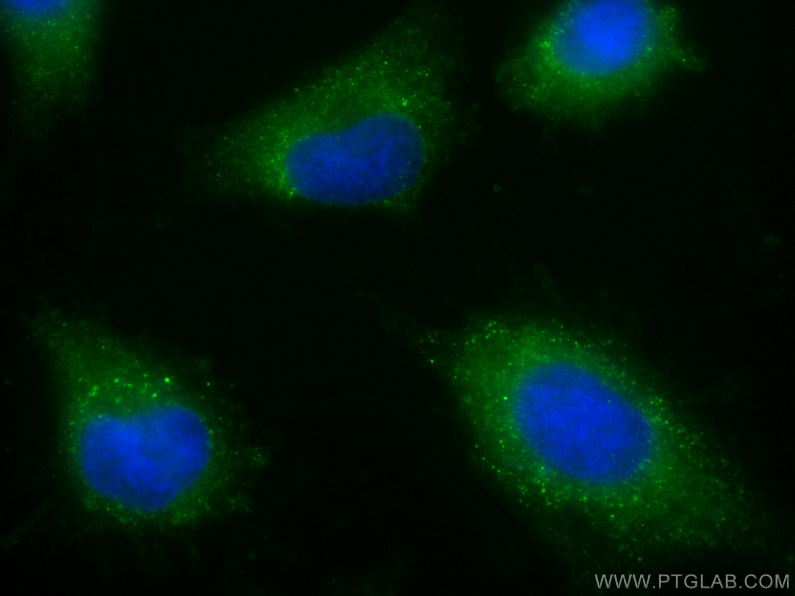 Immunofluorescence (IF) / fluorescent staining of U-251 cells using CoraLite® Plus 488-conjugated LANCL1 Monoclonal an (CL488-68160)