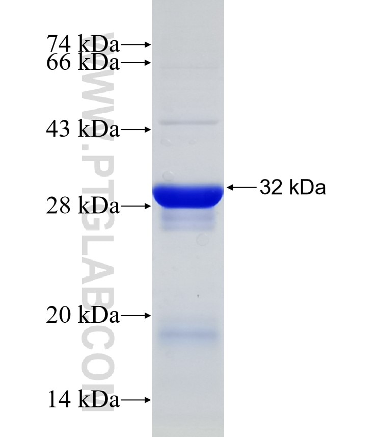 LANCL1 fusion protein Ag32665 SDS-PAGE
