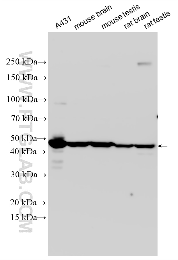 Western Blot (WB) analysis of various lysates using LANCL2 Polyclonal antibody (33580-1-AP)