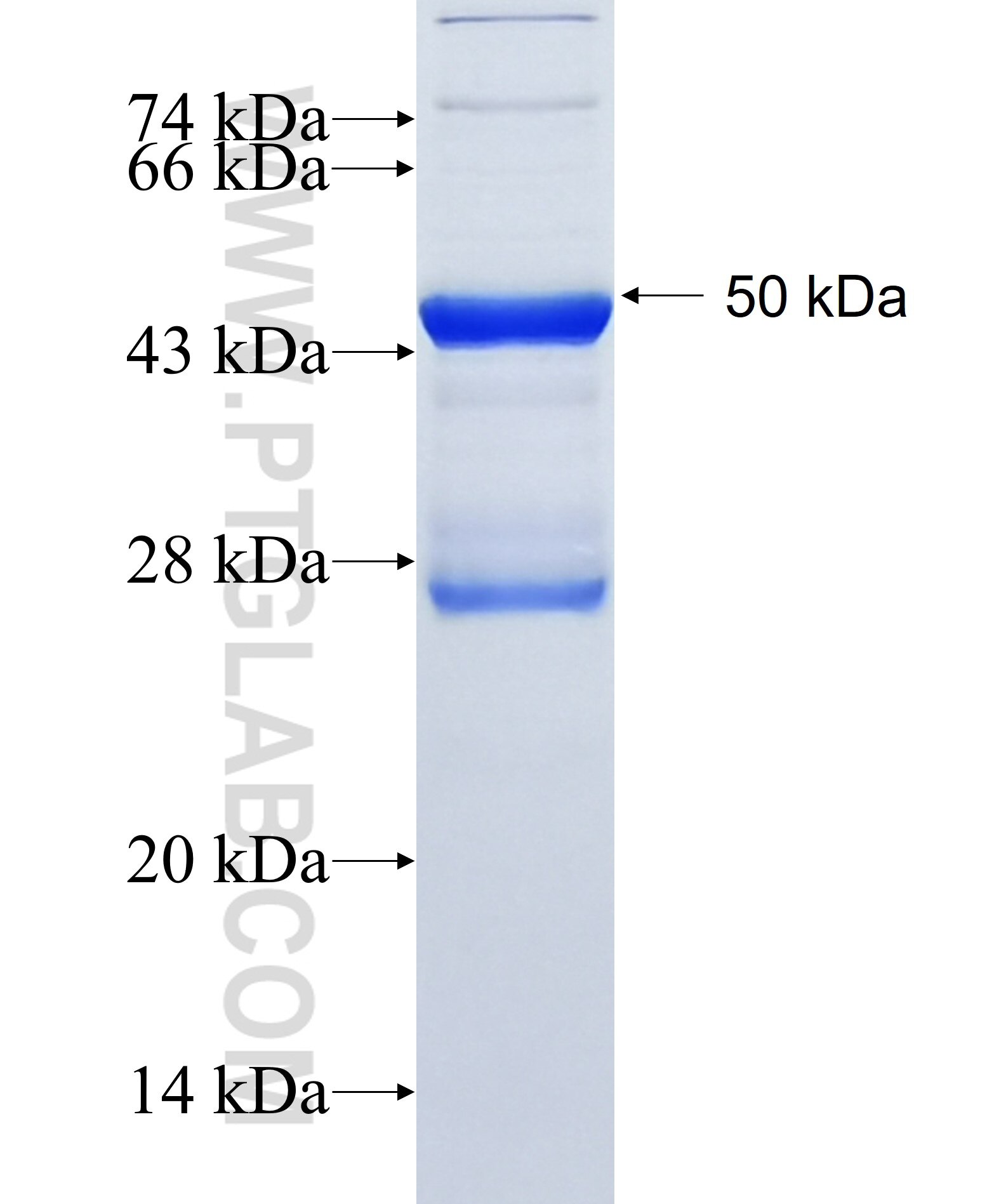 LANCL3 fusion protein Ag34968 SDS-PAGE