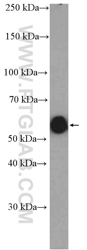 Western Blot (WB) analysis of mouse spleen tissue using LAP3 Polyclonal antibody (14612-1-AP)