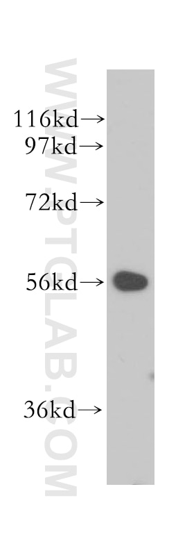 Western Blot (WB) analysis of mouse heart tissue using LAP3 Polyclonal antibody (14612-1-AP)