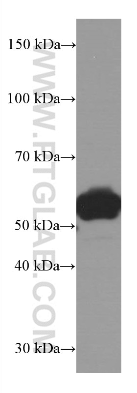 Western Blot (WB) analysis of NIH/3T3 cells using LAP3 Monoclonal antibody (66417-1-Ig)