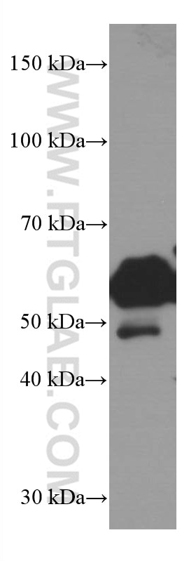 Western Blot (WB) analysis of C2C12 cells using LAP3 Monoclonal antibody (66417-1-Ig)