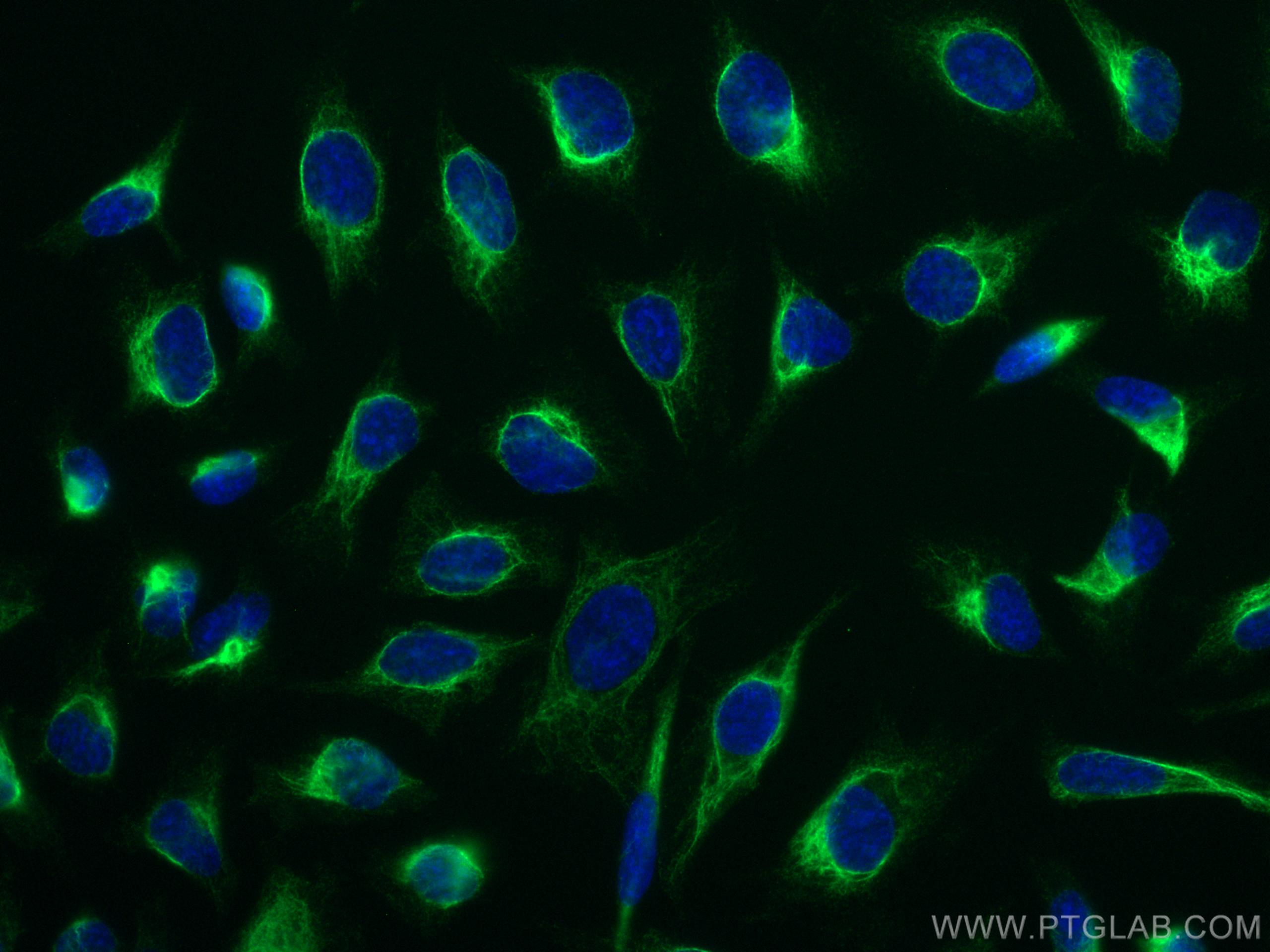Immunofluorescence (IF) / fluorescent staining of HeLa cells using CoraLite® Plus 488-conjugated LAP3 Monoclonal anti (CL488-66417)