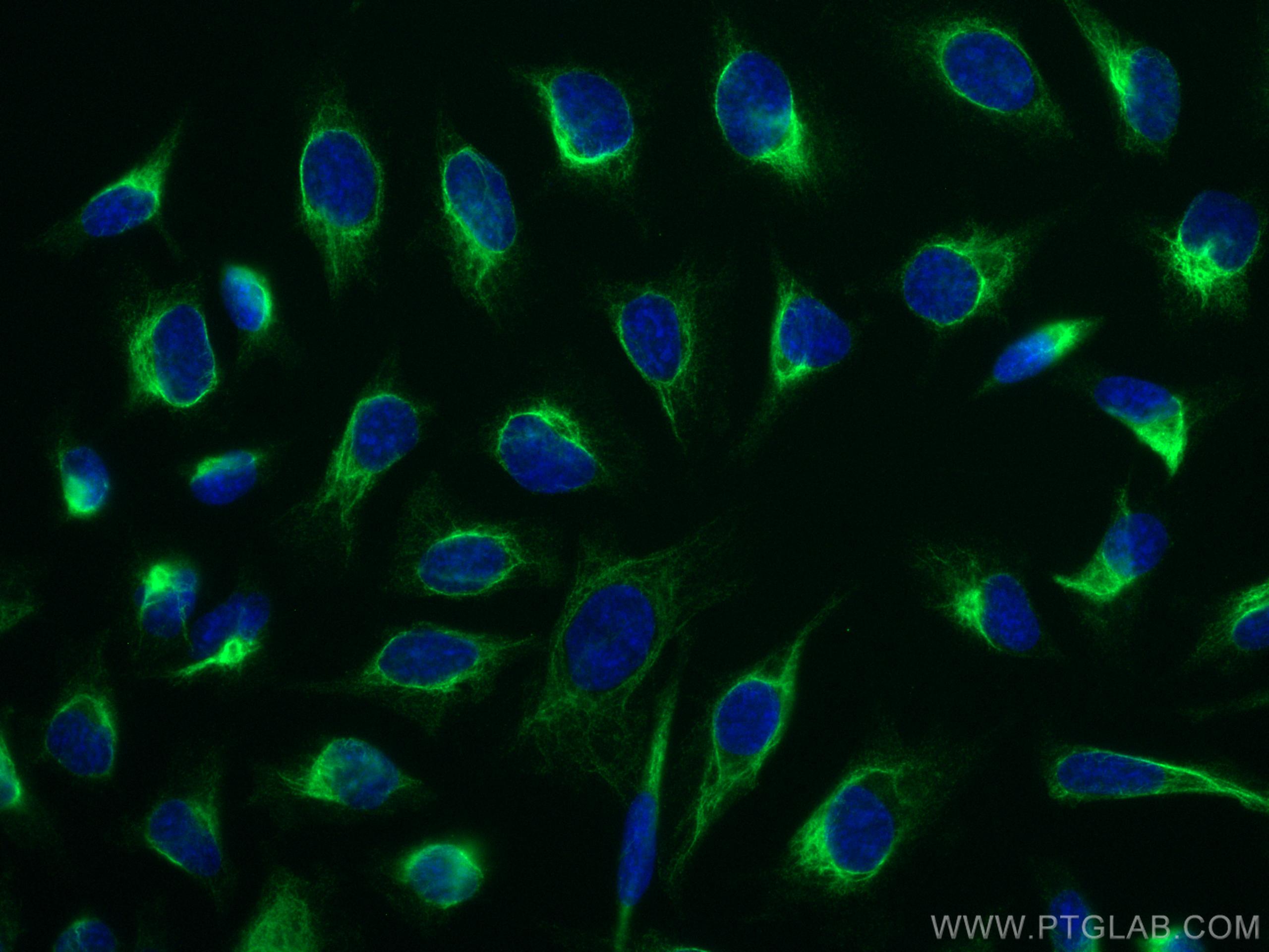 IF Staining of HeLa using CL488-66417