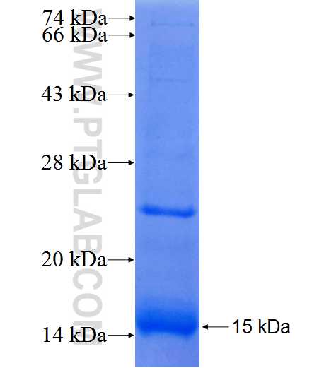 LAPTM4A fusion protein Ag25371 SDS-PAGE