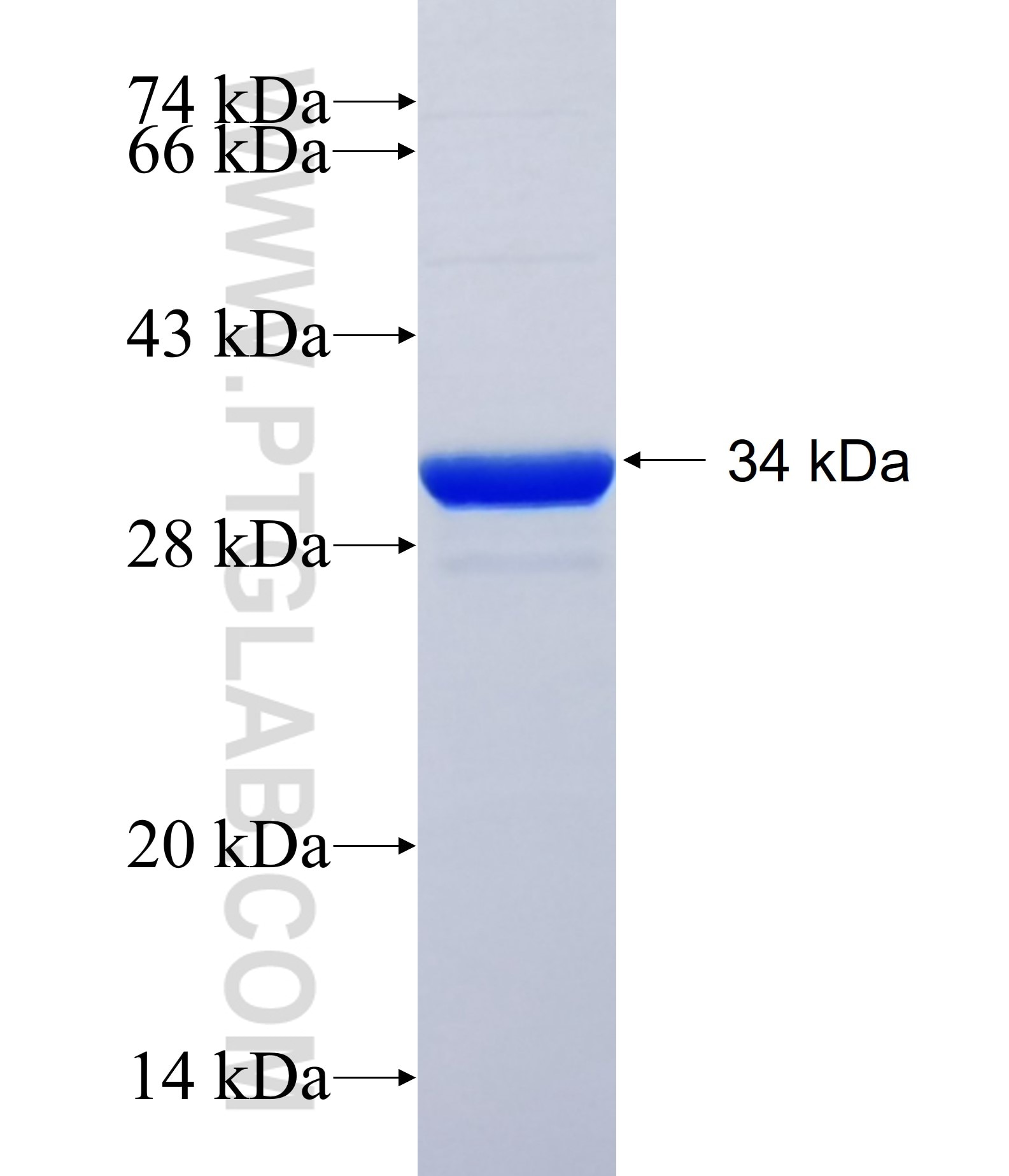 LAPTM5 fusion protein Ag30809 SDS-PAGE