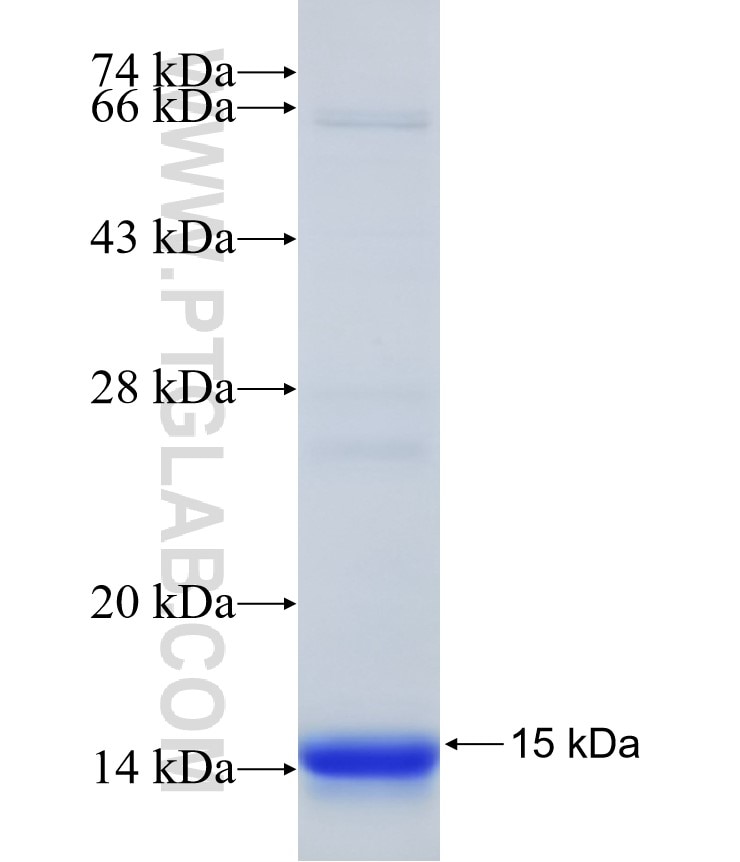 LAPTM5 fusion protein Ag32270 SDS-PAGE LAPTM5 fusion protein Ag32270 SDS-PAGE