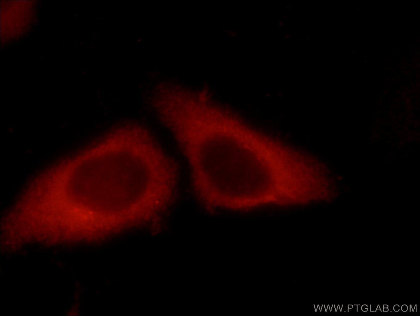 Immunofluorescence (IF) / fluorescent staining of HeLa cells using LARG Polyclonal antibody (22441-1-AP)