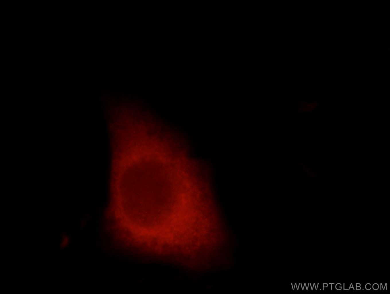 Immunofluorescence (IF) / fluorescent staining of HepG2 cells using LARG Polyclonal antibody (22441-1-AP)