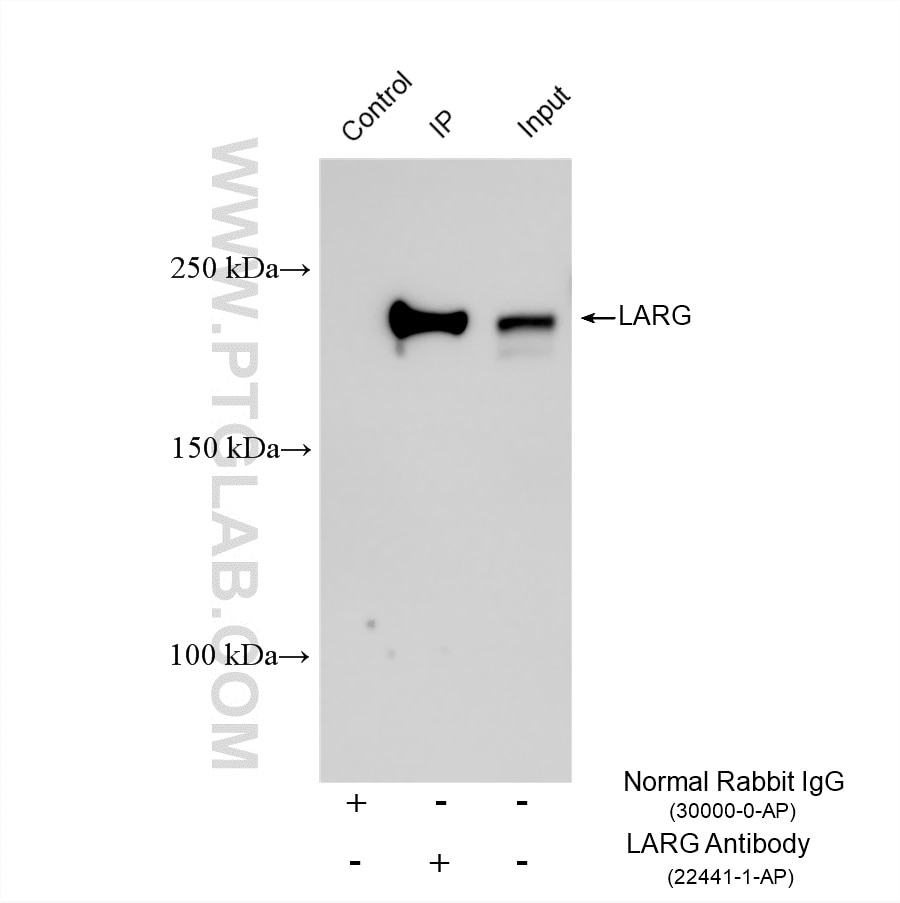 Immunoprecipitation (IP) experiment of HEK-293 cells using LARG Polyclonal antibody (22441-1-AP)