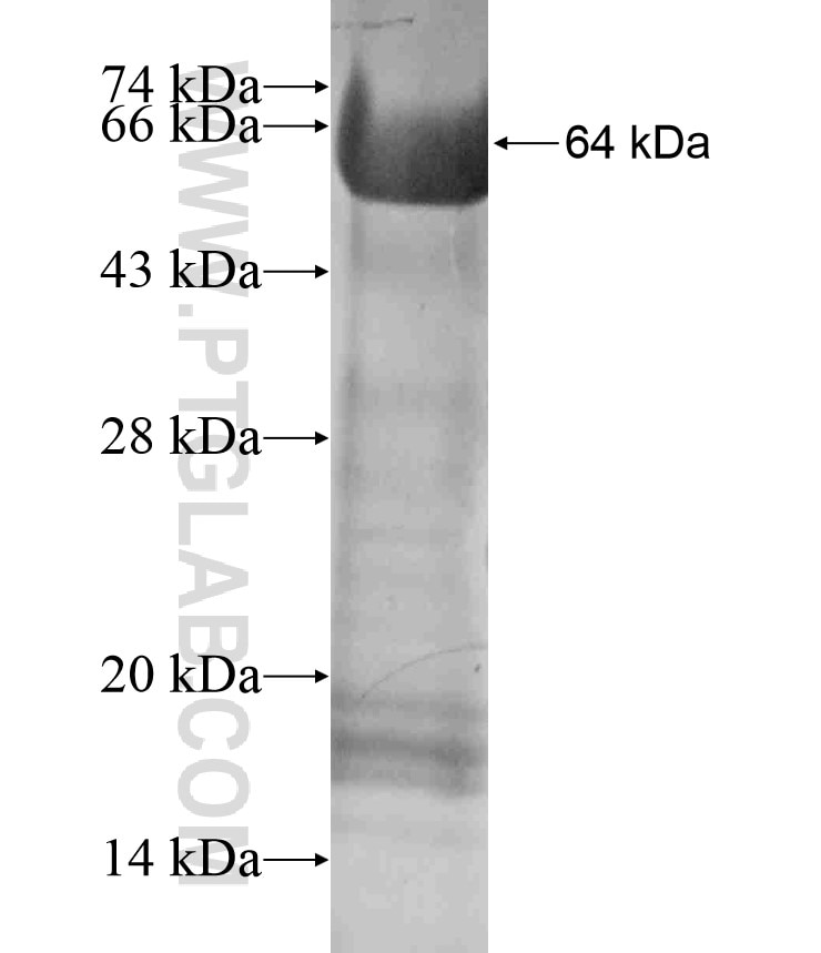 LARG fusion protein Ag18211 SDS-PAGE