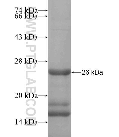 LARGE fusion protein Ag19470 SDS-PAGE