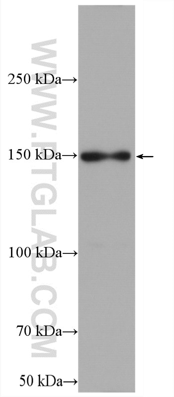 Western Blot (WB) analysis of HEK-293T cells using LARP1 Polyclonal antibody (13708-1-AP)