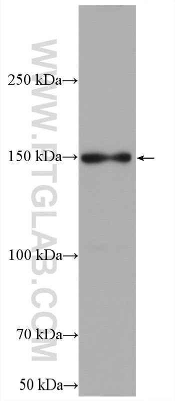 Western Blot (WB) analysis of HEK-293T cells using LARP1 Polyclonal antibody (13708-1-AP)