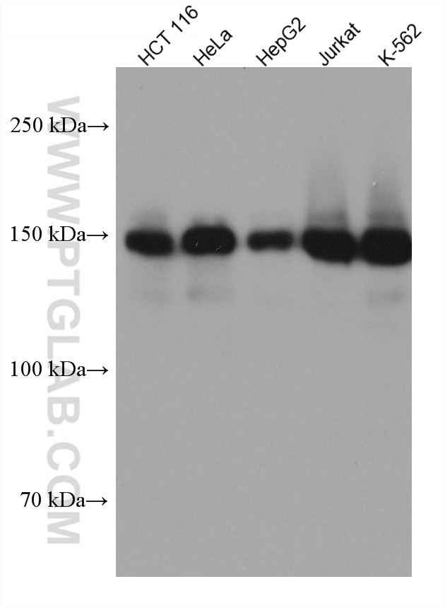 Western Blot (WB) analysis of various lysates using LARP1 Monoclonal antibody (67810-1-Ig)